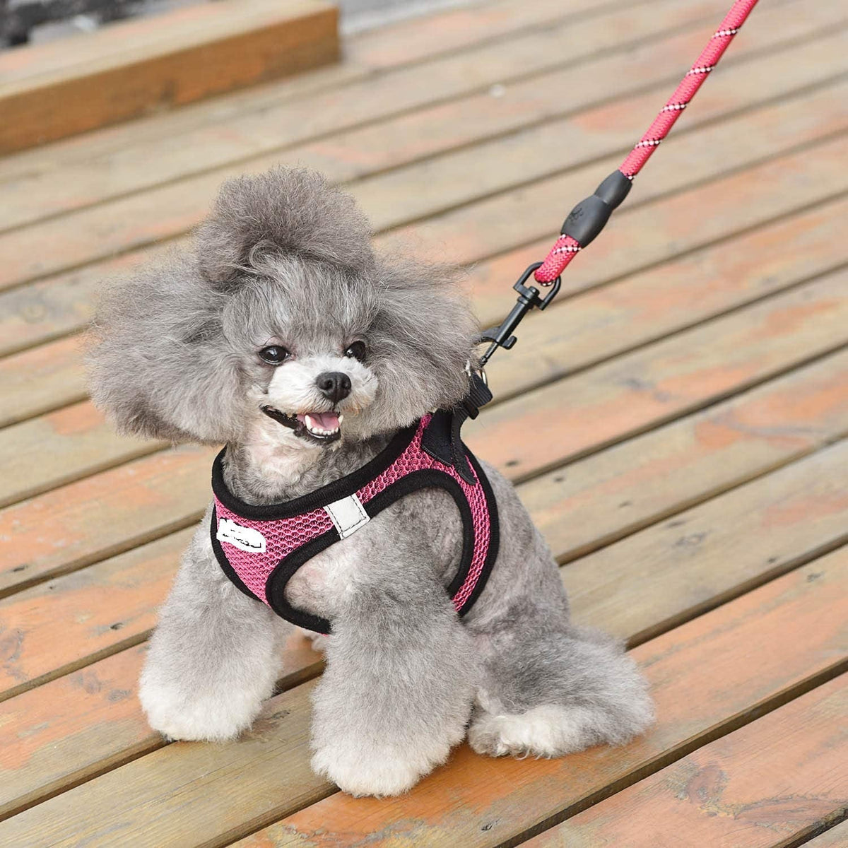 Reflective Harness & Dog Leash