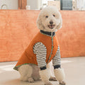 Dog Clothing – Checkered Jacket and Striped Polo Options