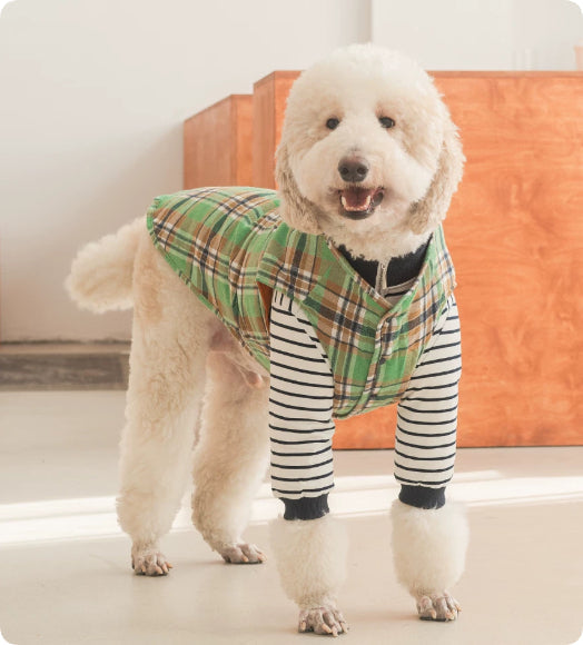 Dog Clothing – Checkered Jacket and Striped Polo Options