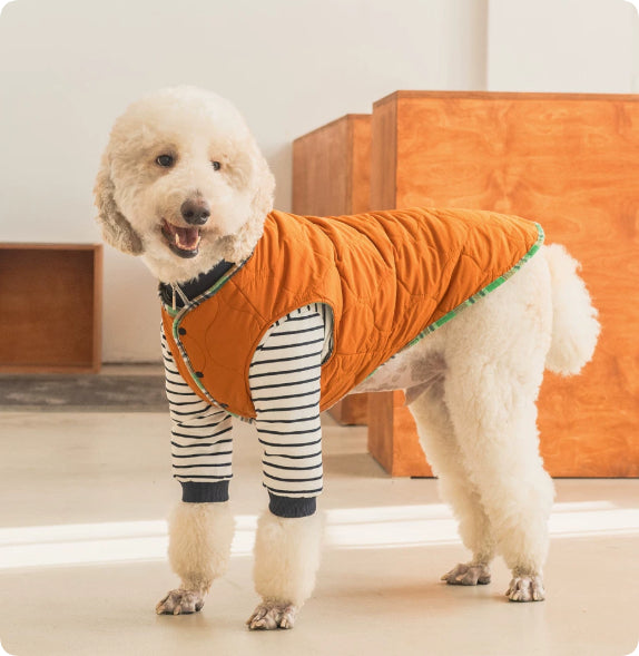 Dog Clothing – Checkered Jacket and Striped Polo Options