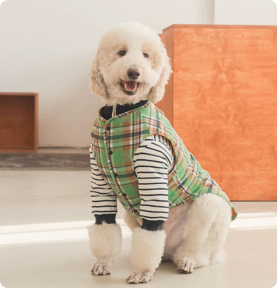 Dog Clothing – Checkered Jacket and Striped Polo Options
