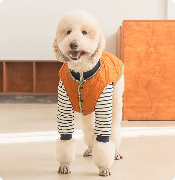 Dog Clothing – Checkered Jacket and Striped Polo Options